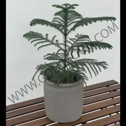 گیاه کاج مطبق کد 2