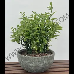 گیاه پدیلانتوس کد 2