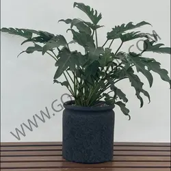 گیاه فیلودندرون زانادو