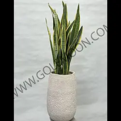 گیاه سانسوریا ابلق کد 2