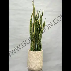 گیاه سانسوریا ابلق کد 2