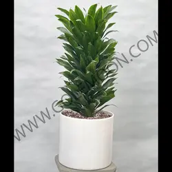 گیاه دراسنا کامپکت کد 2