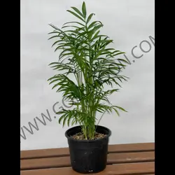 گیاه نخل شامادورا کد 2