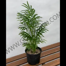 گیاه نخل شامادورا کد 2