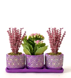 کالانکوئه و اسطوخودوس در 3 گلدان بتنی(ترکیه)
