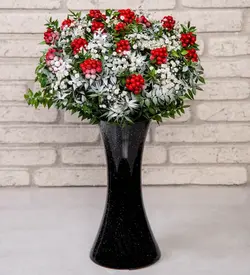 گل کریسمس کوکینا(ترکیه)