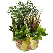 سبد باغ فرانسوی FTD® (کانادا)