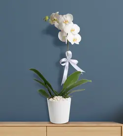 گل ارکیده Phalaenopsis(ترکیه)