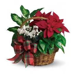 سبد Poinsettia تعطیلات (کانادا)
