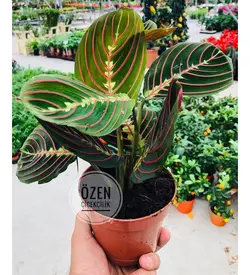گیاه Calathea Maranta فرم چند رنگ گل دعا گیاه دفتر خانه (ترکیه)