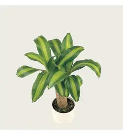 گیاه Mesengena Dracena Massengeana تک ساقه 40 50 سانتی متری گیاه خانگی گیاه اداری گیاه داخلی (ترکیه)