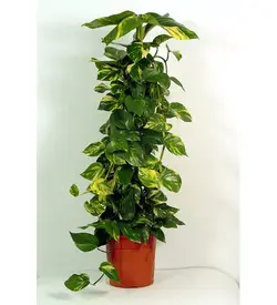 Potos Ivy 100 سانتیمتری نشیمن گیاه پیچک خانه گیاه اداری (ترکیه)