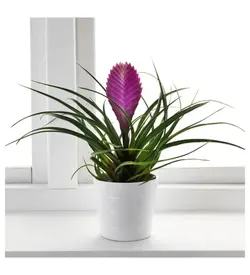 Tillandsia Air Plant 15 20 سانتی متری House Plant گیاه اداری (ارسال در گلدان تولیدی) (ترکیه)