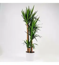 یوکا 4 گل 150-170 سانتی متر تولید گلدانی یوکا جاول 4 ساقه گیاه اداری خانگی (ترکیه)