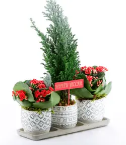 سه گانه معتبر سری ویژه کریسمس الوودی بونسای و کالانکوئه(ترکیه)