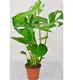 شتر باس گل Monstera Deliciosa 60 65 سانتی متری گیاه آپارتمانی (ترکیه)