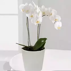 گیاه ارکیده Phalaenopsis سفید (امارات)