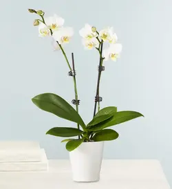 گیاه ارکیده دوبل سفید برای همدردی (آمریکا)