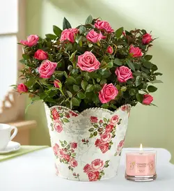 گل رز کلاسیک جوانه زده (آمریکا)