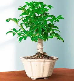 درخت چتر هاوایی (آمریکا)