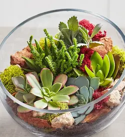 تراریوم ساکولنت شیشه ای (آمریکا)