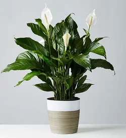 گیاه سوسن آرامش بخش (آمریکا)
