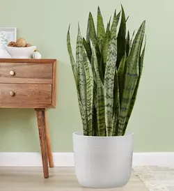 گیاه مار (Sansevieria) (آمریکا)