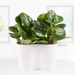 دو عدد فلفل کوتوله + قابلمه DUO رایگان | +/- 30 سانتی متر | ø 12 سانتی متر | Peperomia obtusifolia (آلمان)
