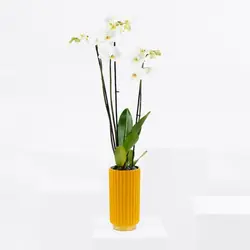 ارکیده ظریف سفید (قطر)