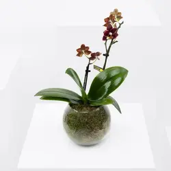 مینی ارکیده زیبا (قطر)