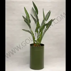 گیاه استرلیتزیا (پرنده بهشتی)
