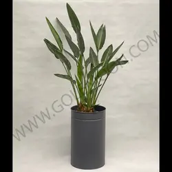 گیاه استرلیتزیا (پرنده بهشتی)