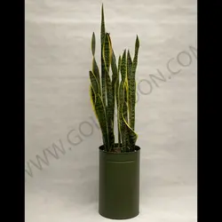 سانسوریا ابلق کد 3