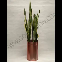 سانسوریا ابلق کد 3