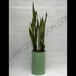 سانسوریا ابلق کد 3