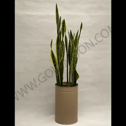 سانسوریا ابلق کد 3