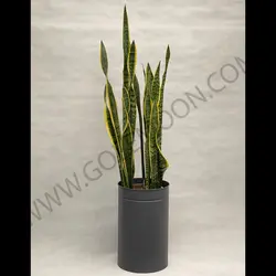 سانسوریا ابلق کد 3