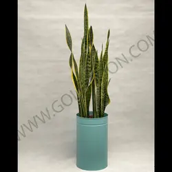 سانسوریا ابلق کد 3