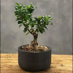 گیاه بونسای پیوندی کد 2