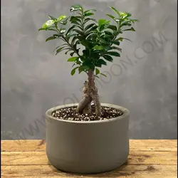 گیاه بونسای پیوندی کد 2