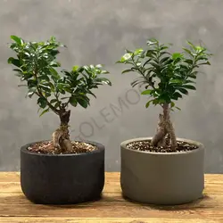 گیاه بونسای پیوندی کد 2