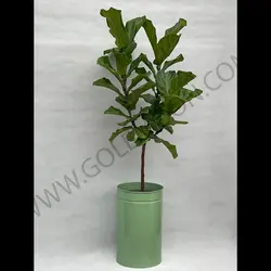 گیاه فیکوس لیراتا کد 3