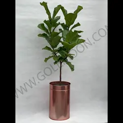 گیاه فیکوس لیراتا کد 3