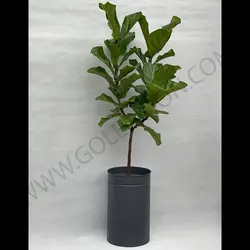 گیاه فیکوس لیراتا کد 3
