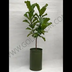 گیاه فیکوس لیراتا کد 3