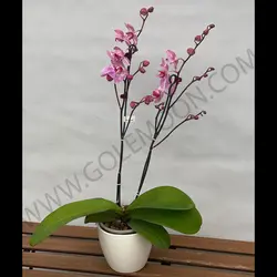 گیاه ارکیده (دو شاخه)