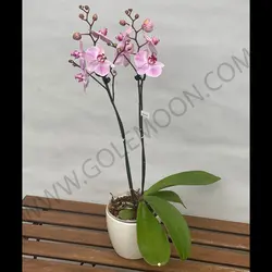 گیاه ارکیده (دو شاخه)