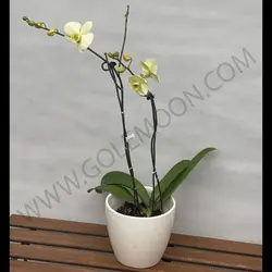 گیاه ارکیده (دو شاخه)