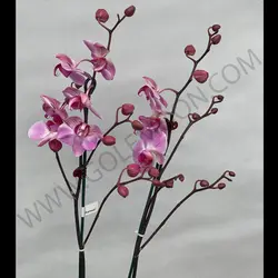 گیاه ارکیده (دو شاخه)