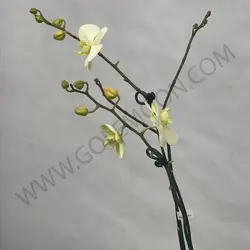 گیاه ارکیده (دو شاخه)